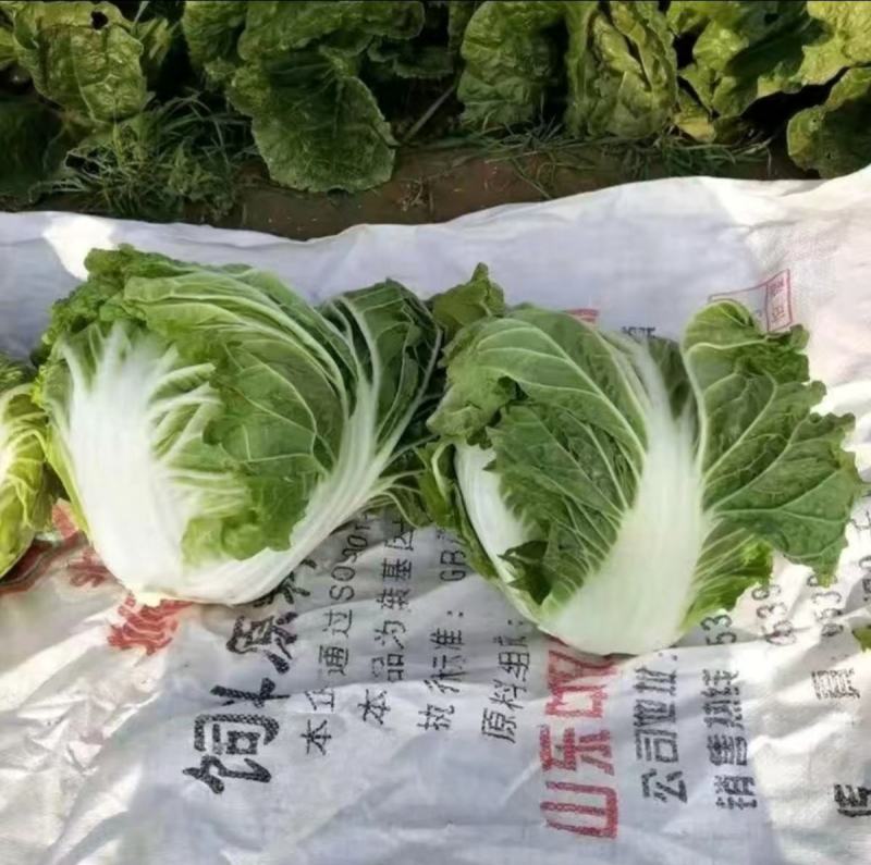 金66大白菜种子66天中早熟一代杂交种生食脆熟食甜农户用
