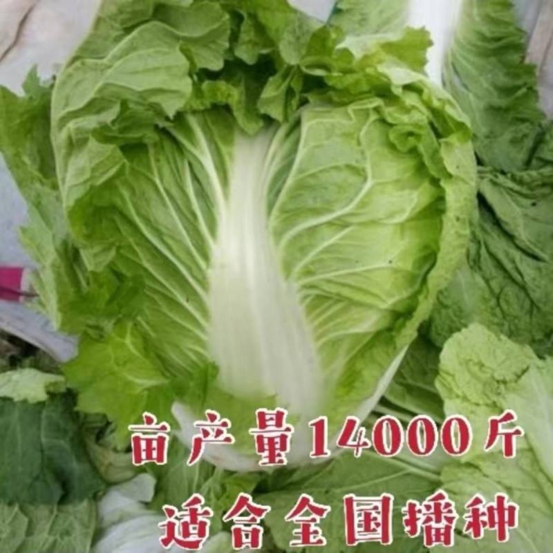 金66大白菜种子66天中早熟一代杂交种生食脆熟食甜农户用
