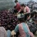 山东莘县圆茄子，茄子，紫光圆茄，【专业十年】期待您电我！