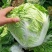 金66大白菜种子66天中早熟一代杂交种生食脆熟食甜农户用