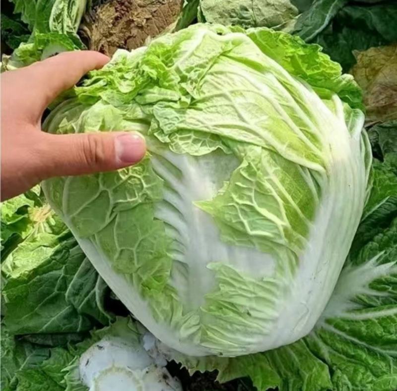 金66大白菜种子66天中早熟一代杂交种生食脆熟食甜农户用