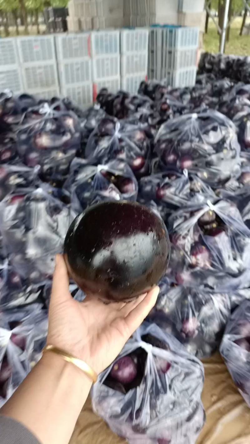 山东莘县圆茄子，茄子，紫光圆茄，【专业十年】期待您电我！