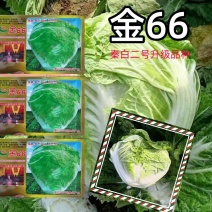 金66大白菜种子66天中早熟一代杂交种生食脆熟食甜农户用