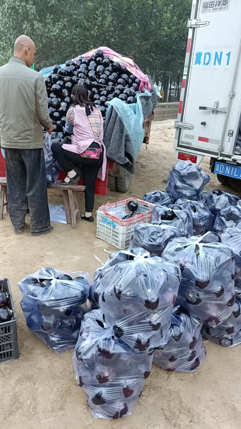 【上货快，量很大】紫光圆茄子，供食堂，加工厂社区电商赶集