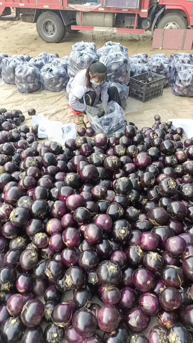 山东莘县紫光圆茄子【一直到年底】电商赶集加工厂，快电我！