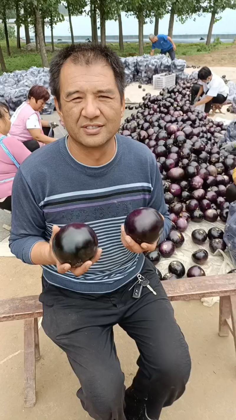 山东莘县紫光圆茄子【一直到年底】电商赶集加工厂，快电我！