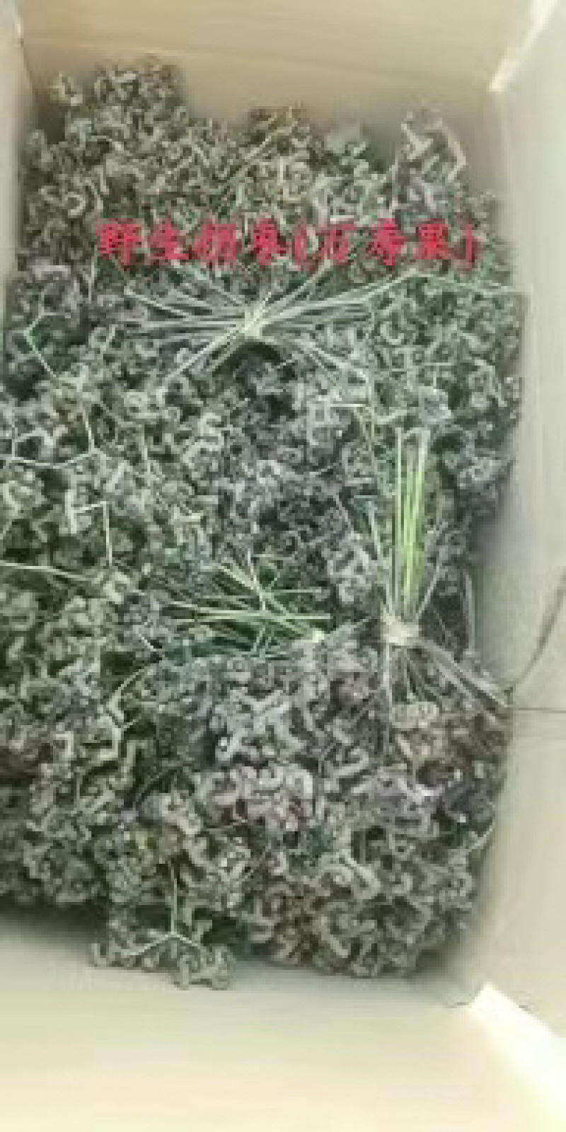 大量供应野生拐枣万寿果