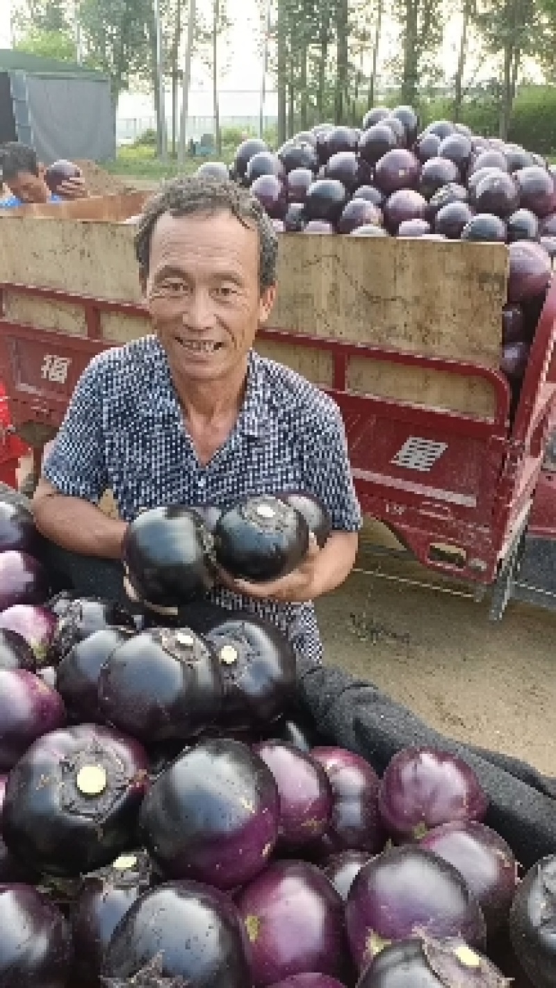 【重点推荐】山东紫光圆茄子社区电商货市场赶集小车货量很大
