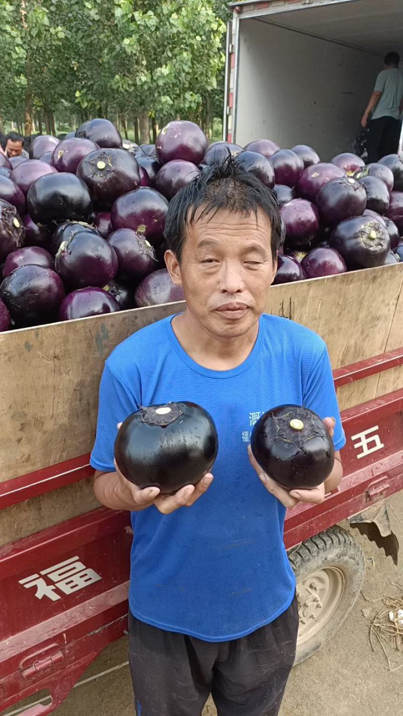 【重点推荐】山东紫光圆茄子社区电商货市场赶集小车货量很大