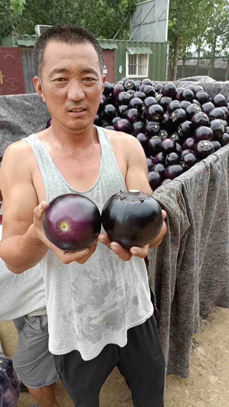 【重点推荐】山东紫光圆茄子社区电商货市场赶集小车货量很大