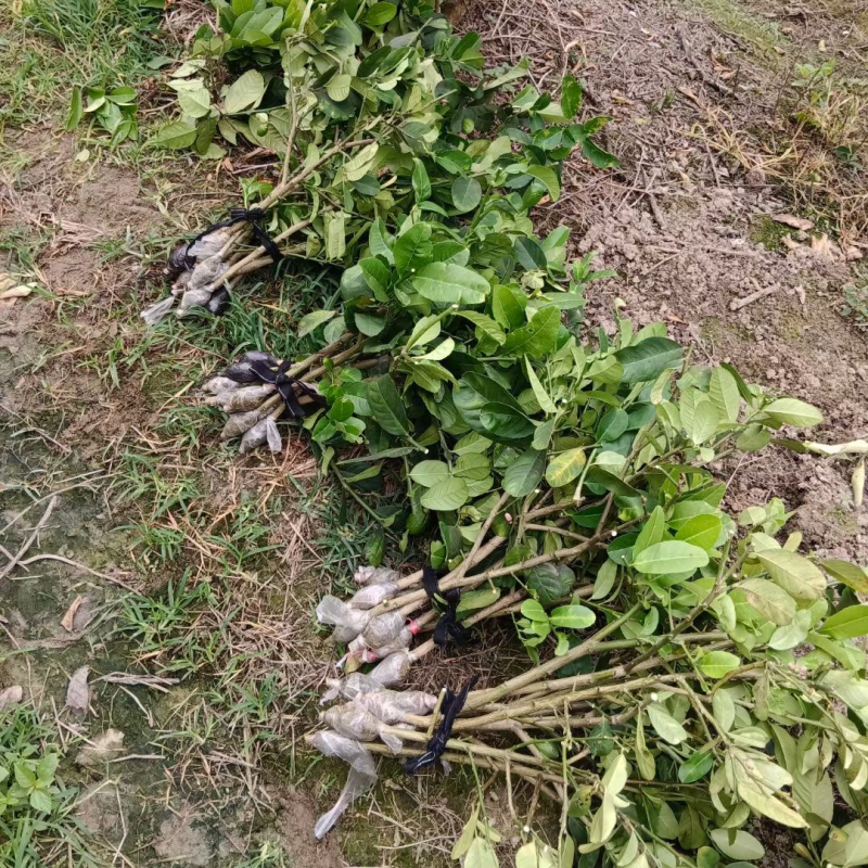 柠檬苗