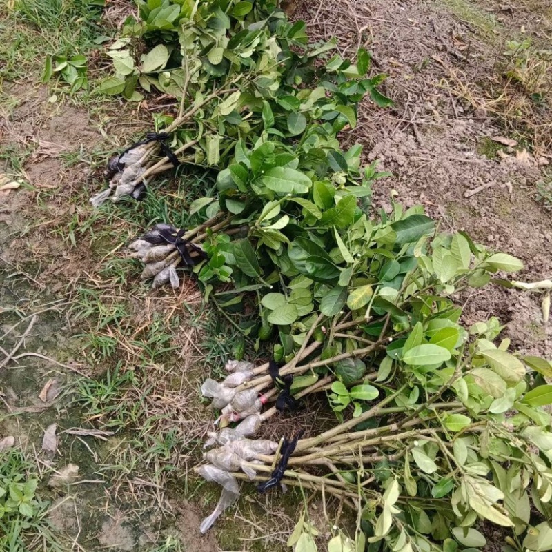 柠檬苗
