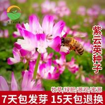 紫云英种子红花草进口绿肥种子养蜂蜜源可食用高产牧草种子
