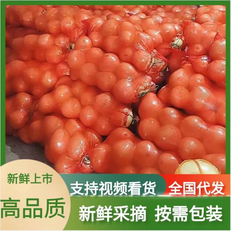 【畅销】蜜柚红心柚，白心柚大量上市基地直发，果大肉嫩