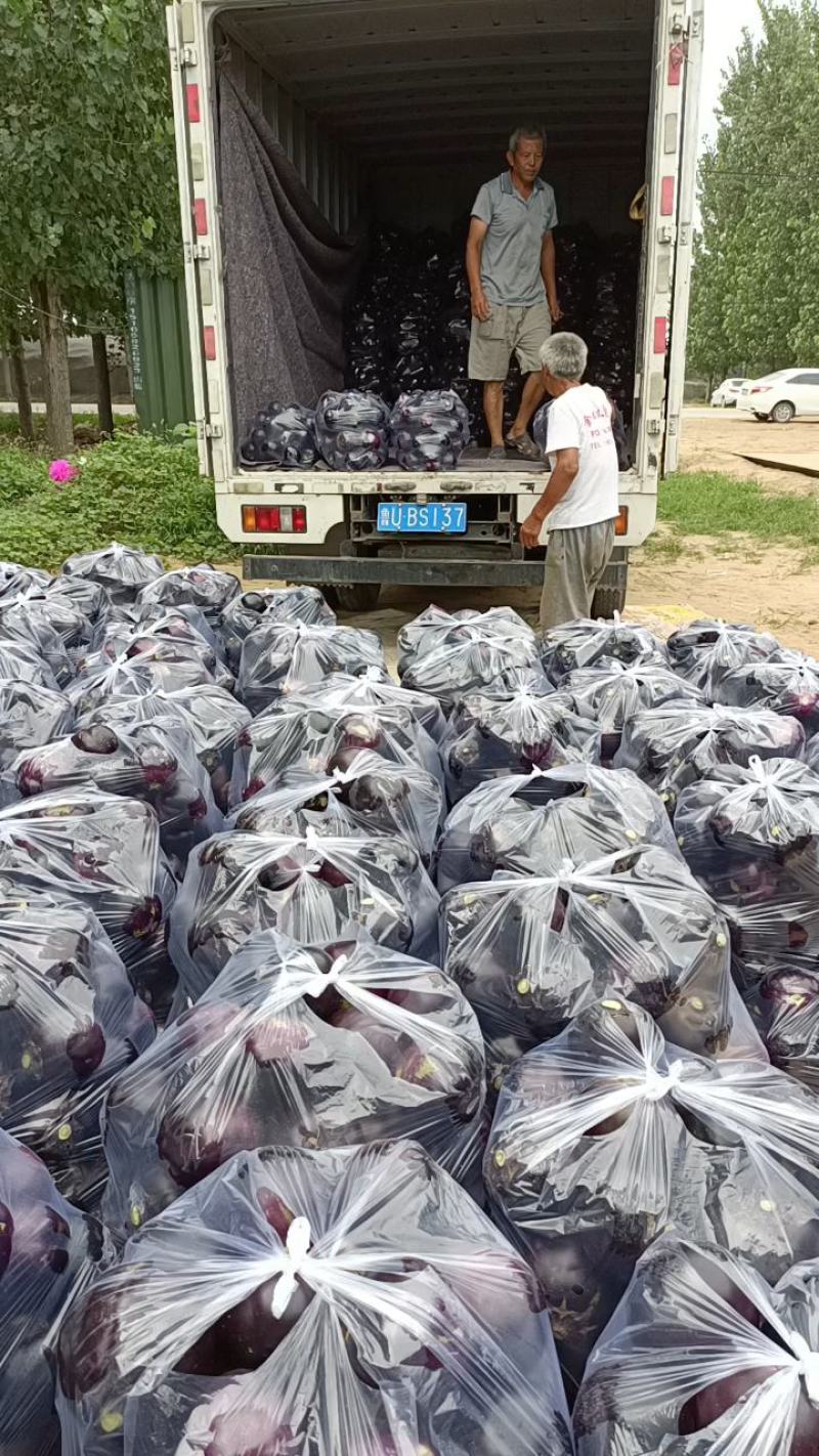 圆茄【山东莘县大产区】茄子30万斤每天食堂加工厂社区电商