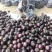 圆茄【山东莘县大产区】茄子30万斤每天食堂加工厂社区电商
