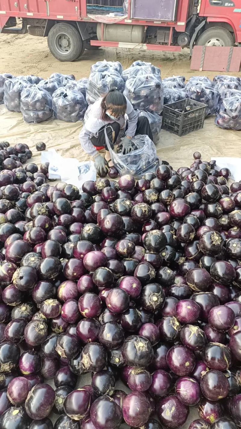 圆茄【山东莘县大产区】茄子30万斤每天食堂加工厂社区电商