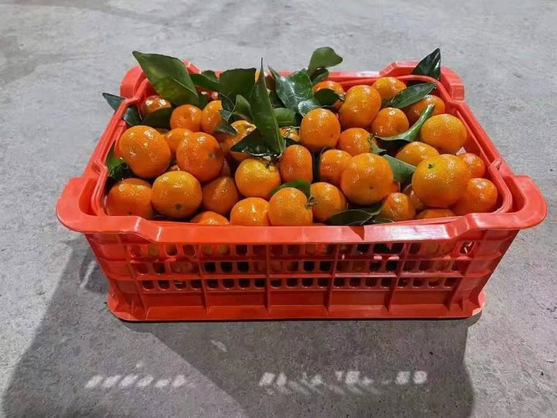 沙糖桔，对接全国各地客商，电商，味道纯甜口感细腻