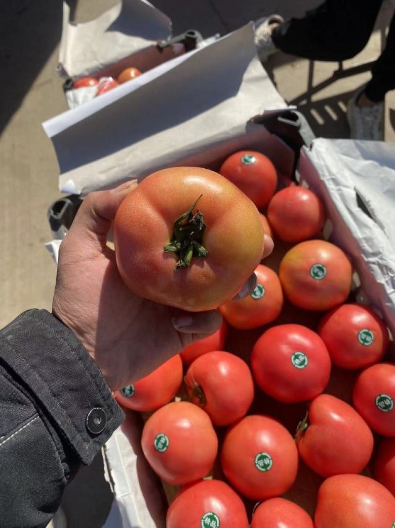 精品硬粉脆甜西红柿硬度好供应各大商超对接全国