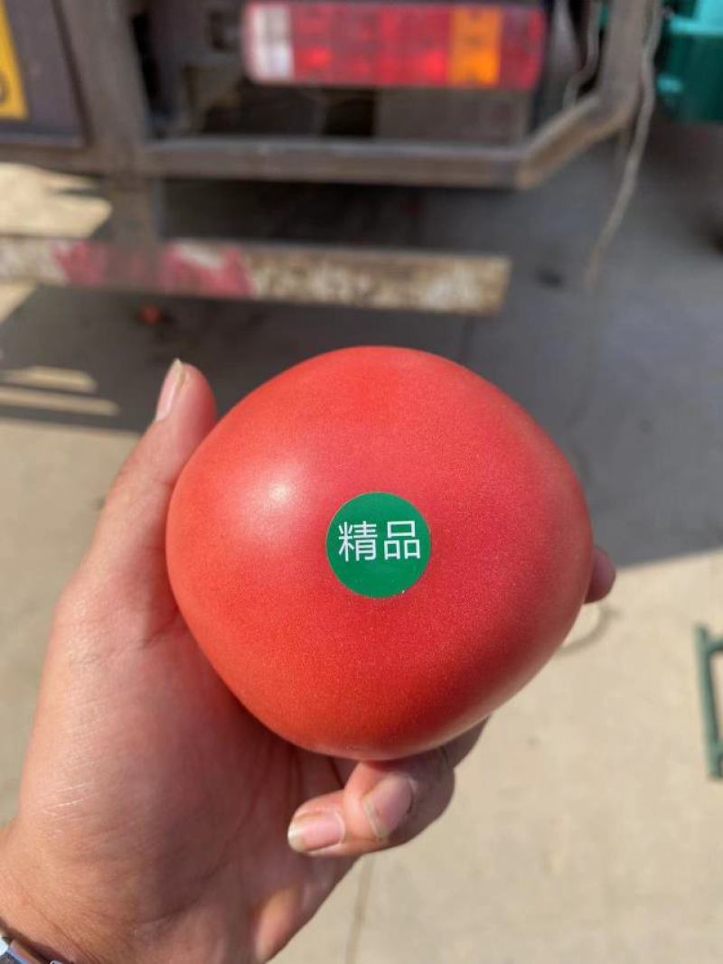 精品硬粉脆甜西红柿硬度好供应各大商超对接全国