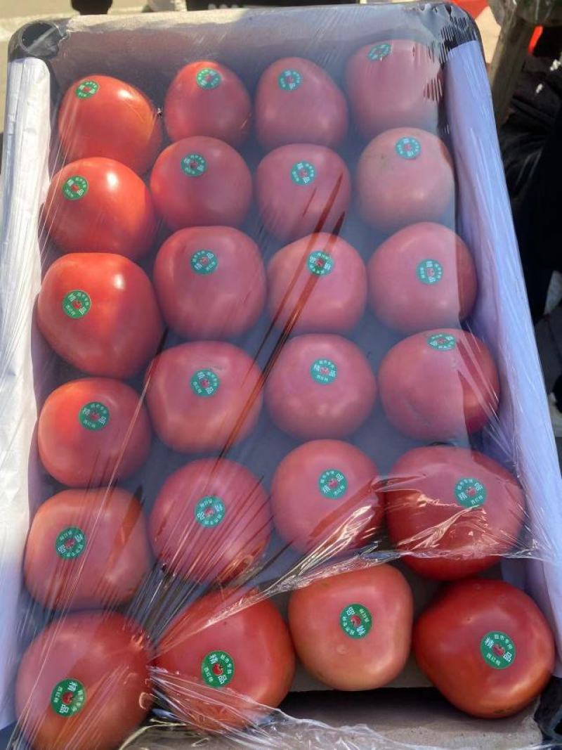 精品硬粉脆甜西红柿硬度好供应各大商超对接全国