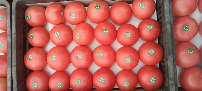 精品硬粉脆甜西红柿硬度好供应各大商超对接全国