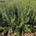 石榴树树苗-突尼斯软籽黑籽果树苗-老桩石榴树南北方种植