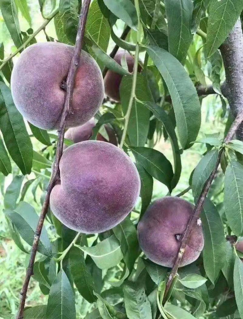 桃树苗新品种早晚熟离核特大黑桃皇后中华黑桃王南北方种植