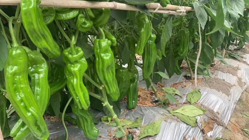 辣椒种子海迈913粗牛角辣椒早熟高产耐低温抗病性强商品性
