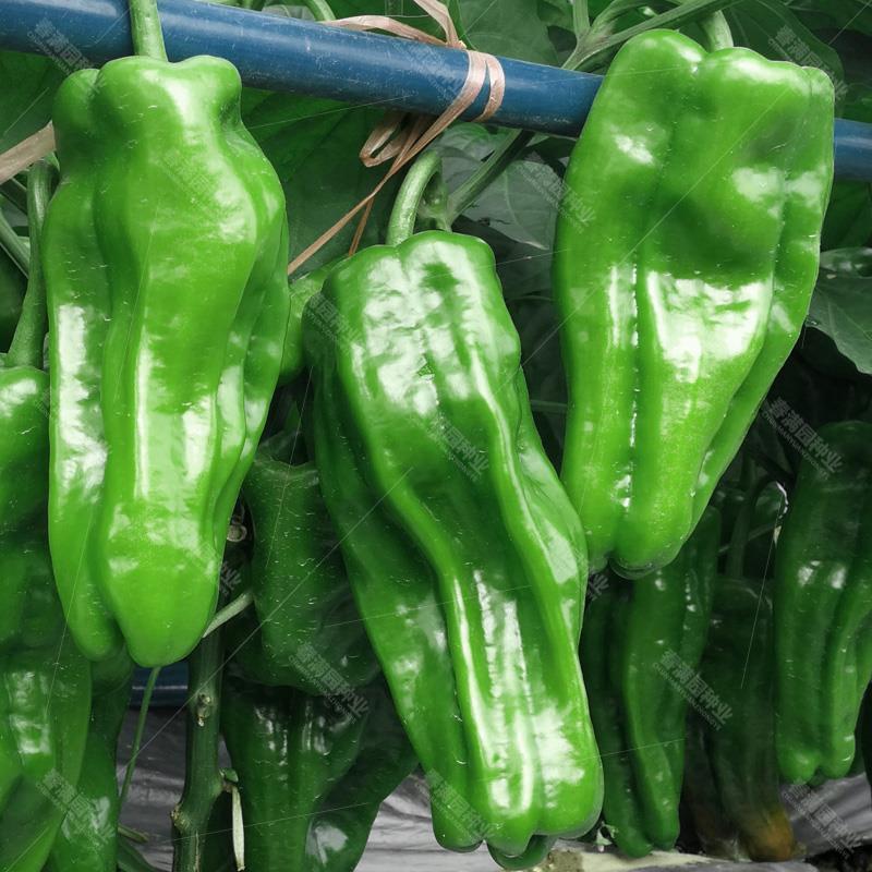 辣椒种子海迈913粗牛角辣椒早熟高产耐低温抗病性强商品性