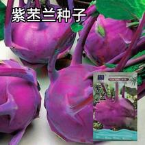 紫苤兰球茎苤菜天津青苤蓝大头菜薄皮生吃脆嫩芥萝卜种子