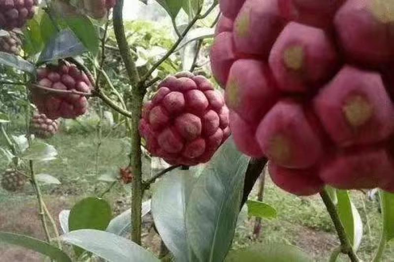 长期有货一手货源各种新鲜黑老虎