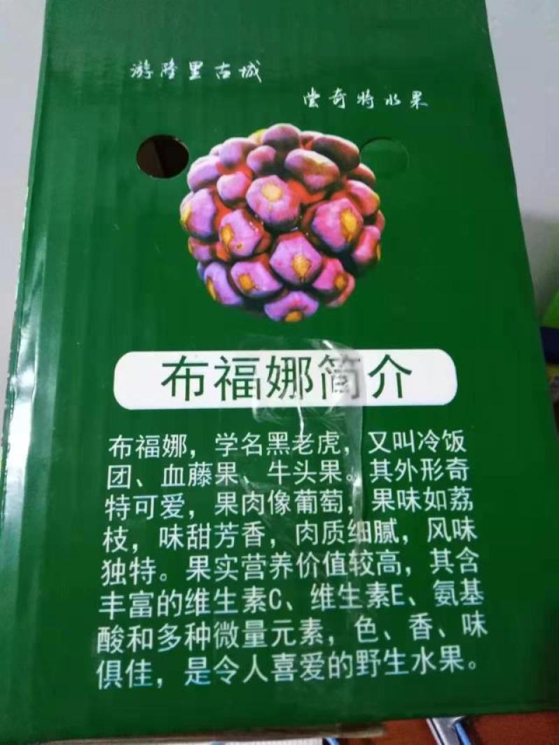 长期有货一手货源各种新鲜黑老虎