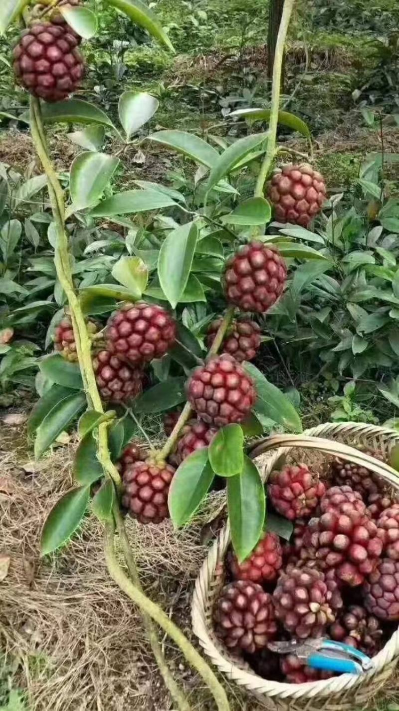 长期有货一手货源各种新鲜黑老虎