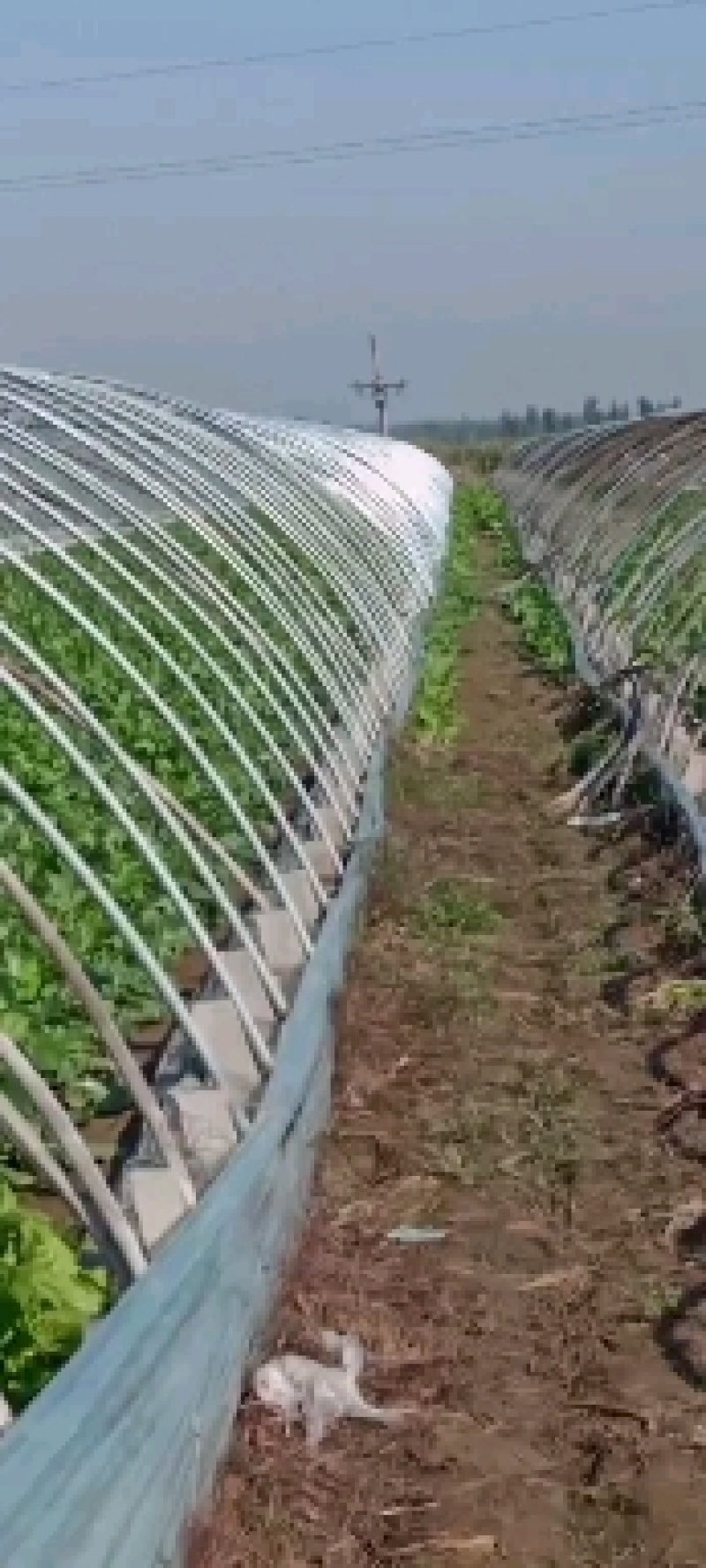 潍坊市寒亭区大量供应菠菜，20-25公分