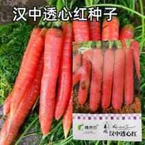 汉中透心红胡萝卜种子皮色鲜红，芯柱细呈橘黄色农家庭院种植