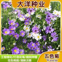 五色菊种子花种子四季易种景观花坛园艺多年生宿根花卉