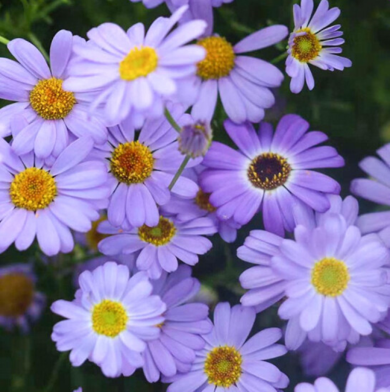 五色菊种子花种子四季易种景观花坛园艺多年生宿根花卉