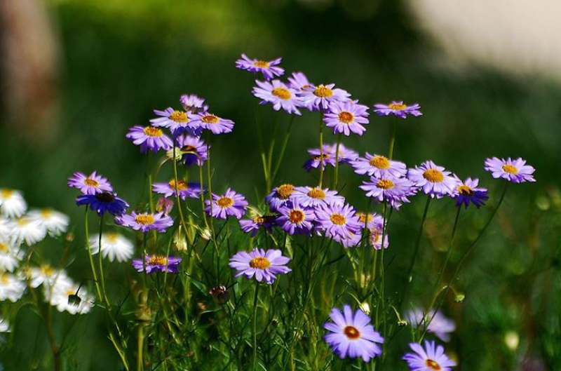 五色菊种子花种子四季易种景观花坛园艺多年生宿根花卉