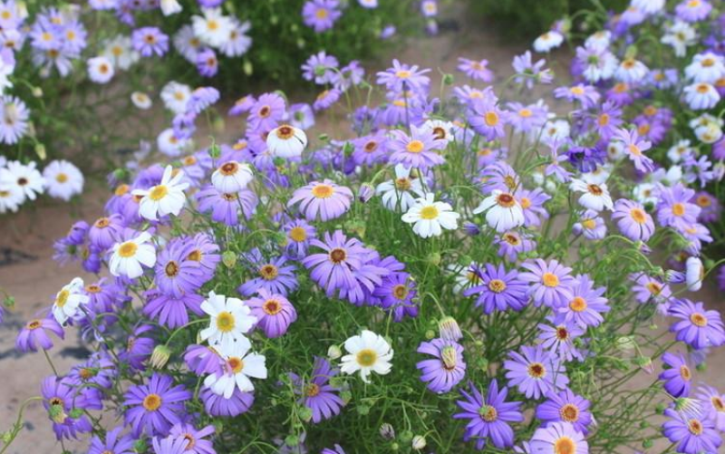五色菊种子花种子四季易种景观花坛园艺多年生宿根花卉