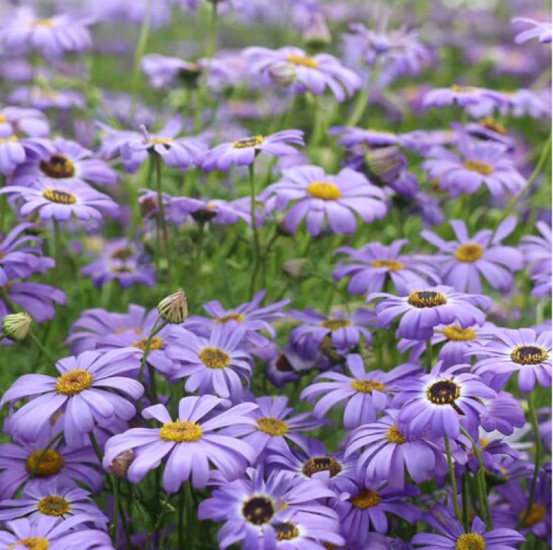 五色菊种子花种子四季易种景观花坛园艺多年生宿根花卉