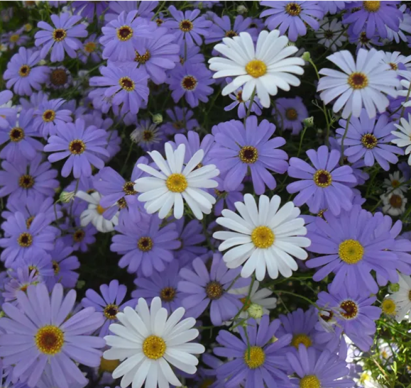 五色菊种子花种子四季易种景观花坛园艺多年生宿根花卉