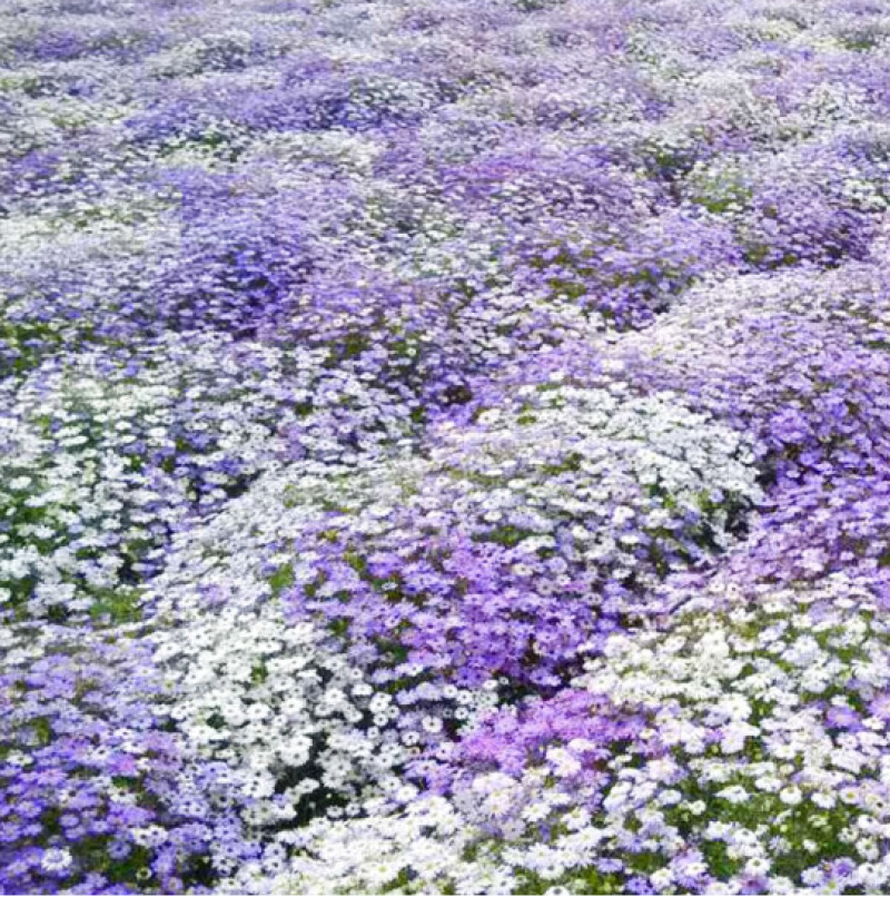 五色菊种子花种子四季易种景观花坛园艺多年生宿根花卉