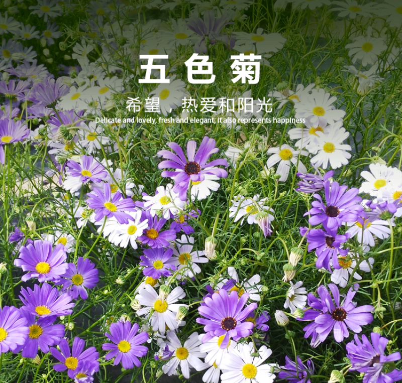 五色菊种子花种子四季易种景观花坛园艺多年生宿根花卉