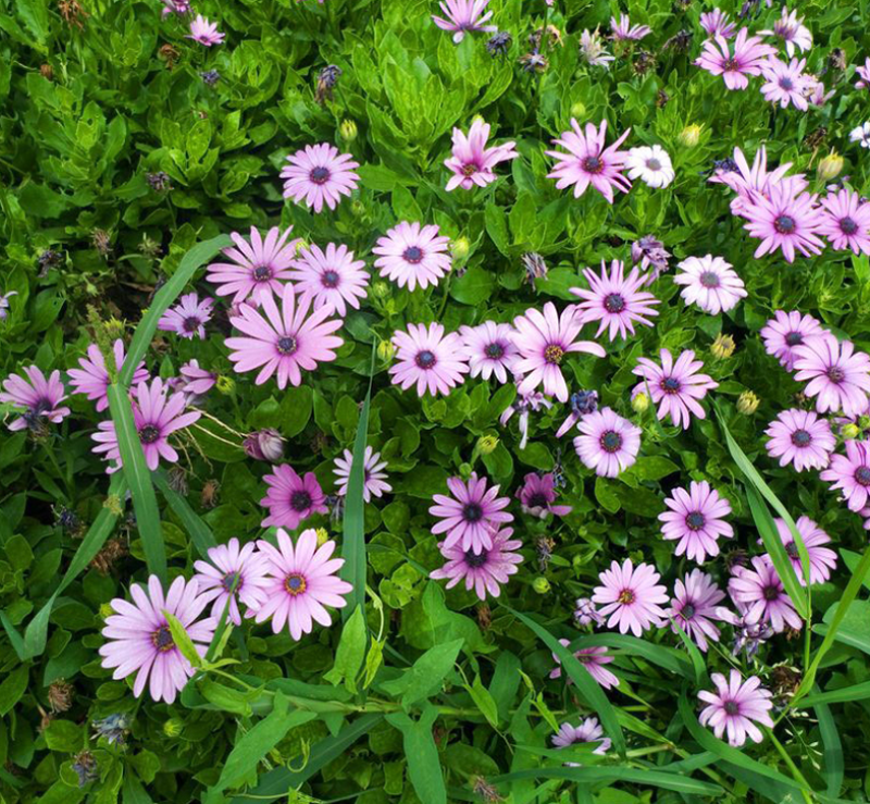 五色菊种子花种子四季易种景观花坛园艺多年生宿根花卉