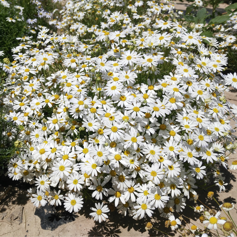 五色菊种子花种子四季易种景观花坛园艺多年生宿根花卉