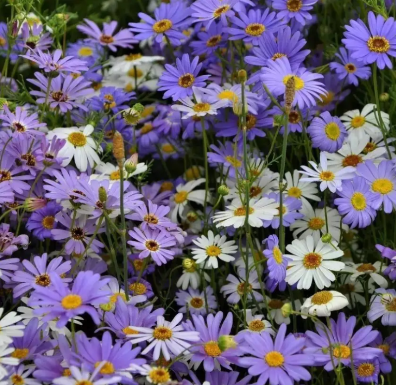 五色菊种子花种子四季易种景观花坛园艺多年生宿根花卉