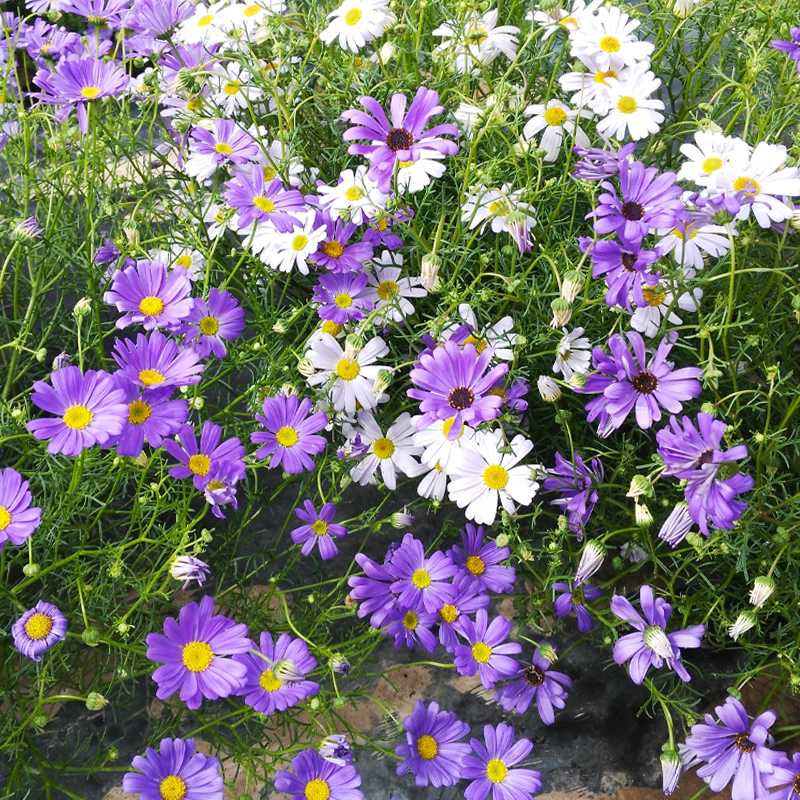 五色菊种子花种子四季易种景观花坛园艺多年生宿根花卉