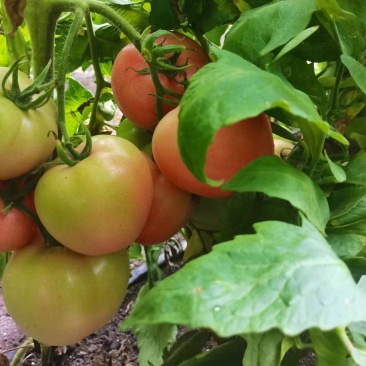 西红柿，黄瓜，芹菜，花菜，角瓜等各种蔬菜大量有货发全国