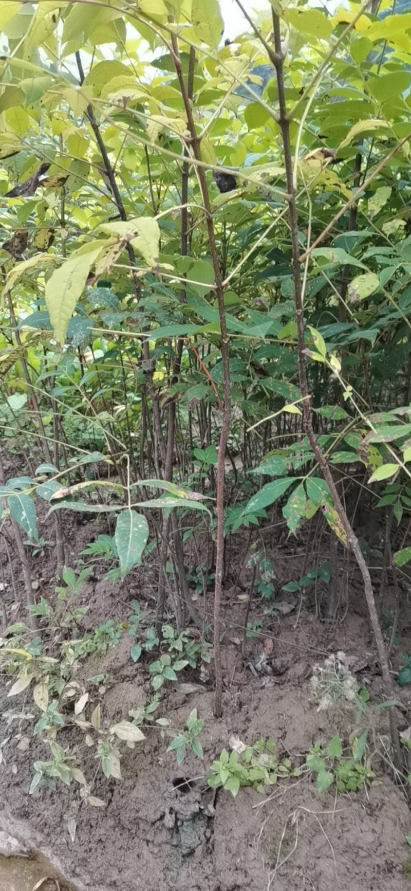 黄柏苗，1-2年生，涨势好，根系发达，保证正品，量大价优